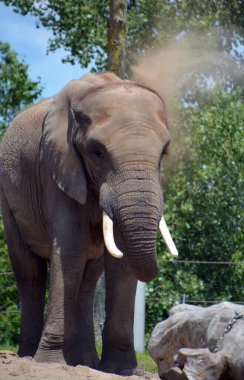 Afrika filleri Loxodonta cinsinin filleridir. Cins iki mevcut türe sahiptir: Afrika çalı fili, L. africana ve daha küçük Afrika orman fili.,