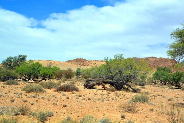 Krajobraz Wielkiego Kanionu Namibii — Zdjęcie stockowe