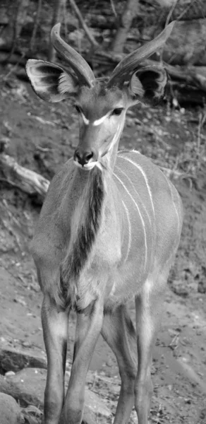 Lesser Kudu Ist Eine Waldantilope Die Ostafrika Gefunden Wurde Ist — Stockfoto