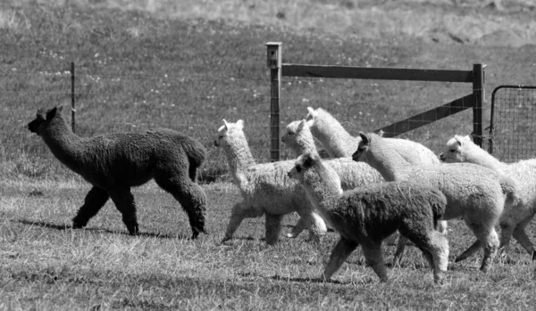 알파카 Alpaca 남아메리카 카메라 미드의 가축화 종이다 파스는 산맥의 곳에서 — 스톡 사진