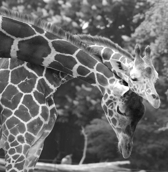 Giraffe Giraffa Camelopardalis African Even Toed Ungulate Mammal Tallest All — Stock Photo, Image