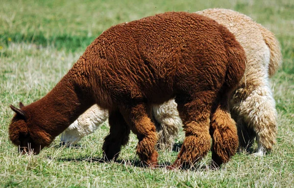 Alpaca Una Specie Addomesticata Camelide Sudamericano Assomiglia Piccolo Lama Apparenza — Foto Stock