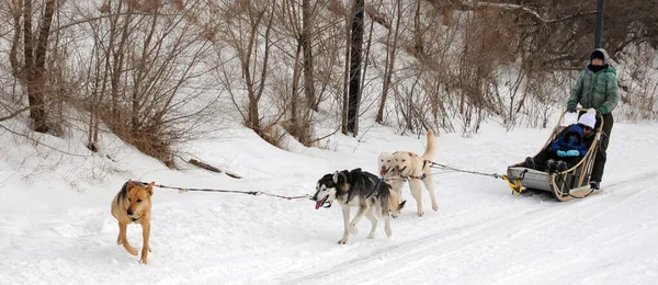 Montreal Quebec Canada 2012 Dog Sledding Came Montreal January 2012 - Stock-foto