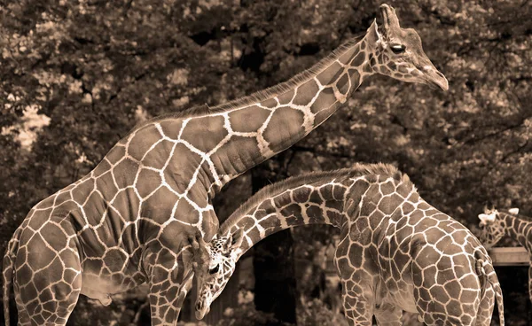 Jirafa Giraffa Camelopardalis Mamífero Ungulado Dedos Uniformes Africano Más Alta — Foto de Stock