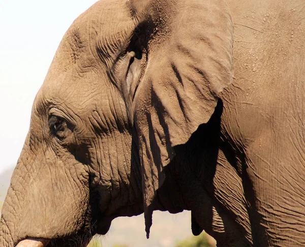 Elephant Wildlife Safari Kruger National Park Main Travel Destination South — Stock Photo, Image