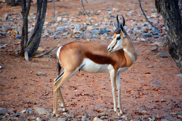 南アフリカのクルーガー国立公園にあるインパラは — ストック写真