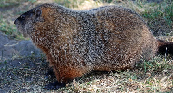 Quebec Marmot Iets Groter Dan Een Konijn Zijn Oren Zijn — Stockfoto