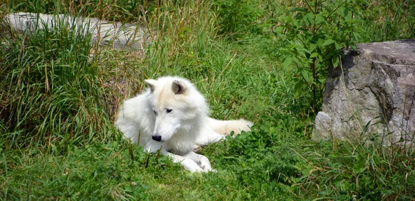 Arctic Wolf Una Subespecie Del Lobo Gris Mamífero Familia Canidae —  Fotos de Stock