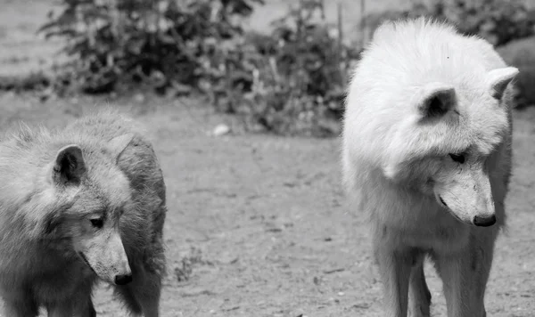 Arctic Wolf Uma Subespécie Lobo Cinzento Família Canidae Lobos Ártico — Fotografia de Stock