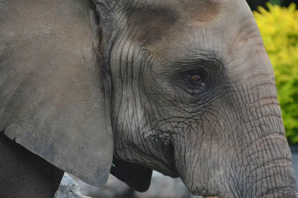 Gajah Adalah Mamalia Besar Dari Famili Elephantidae Dan Ordo Proboscidea — Stok Foto