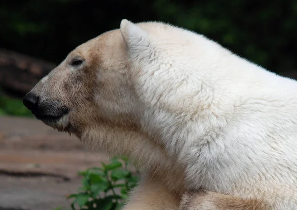 Urso Polar Ursus Maritimus Urso Nativo Grande Parte Dentro Círculo — Fotografia de Stock