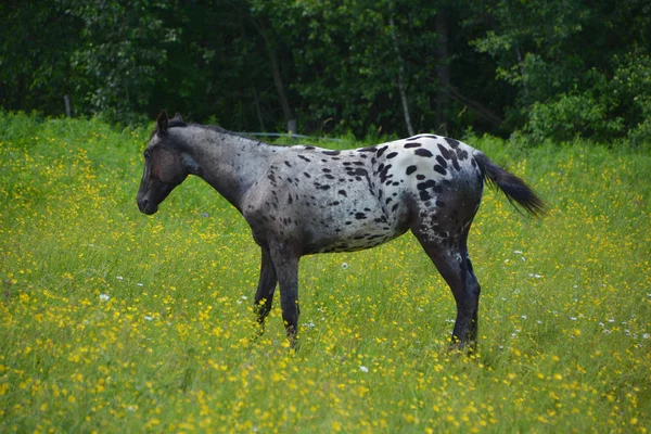 Jonge Paard Het Veld Het Voorjaar Granby Quebec — Stockfoto