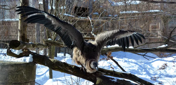 Andean Condor Vultur Gryphus South American Bird New World Vulture — Stock Photo, Image