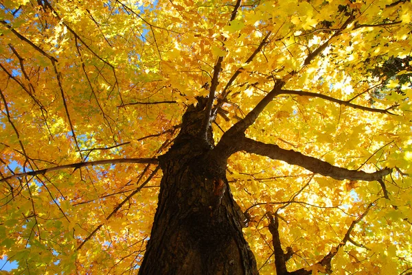 Otoño Parque — Foto de Stock