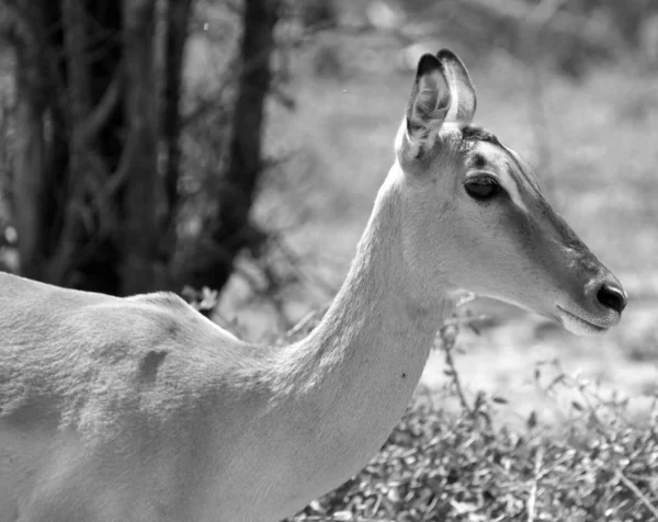 Volto Cervi Selvatici Nella Foresta — Foto Stock