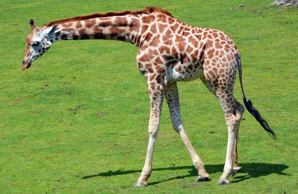 ราฟ Giraffa Camelopardalis ยงล วยนมท อธรรมดาในแอฟร กาซ งเป ยงล วยนมท — ภาพถ่ายสต็อก