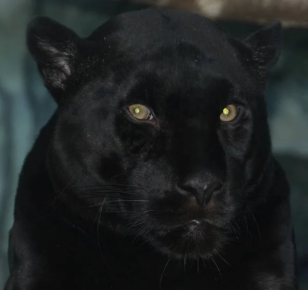 Melanistyczny Czarny Jaguar Jest Morf Kolor Który Występuje Około Procent — Zdjęcie stockowe