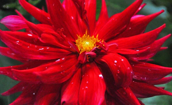 Güzel Kırmızı Yıldız Çiçeği — Stok fotoğraf