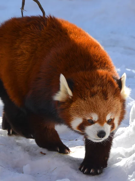 Panda Rouge Ailurus Fulgens Est Petit Mammifère Arboricole Originaire Est — Photo