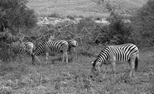 Ein Ausgewachsenes Burchell Zebra Trabt Durch Die Savanne Des Südlichen — Stockfoto