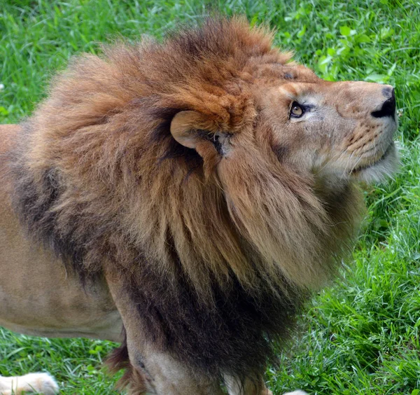 Lev Jednou Čtyř Velkých Koček Rodu Panthera Člen Rodiny Felidae — Stock fotografie