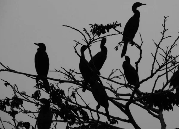 Silueta Ptáka Stromě — Stock fotografie