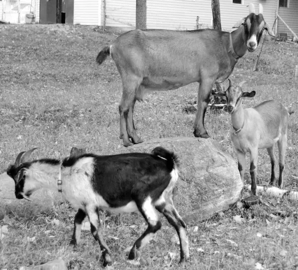 Domestic Goat Capra Aegagrus Hircus Subspecies Goat Domesticated Wild Goat — Stock Photo, Image
