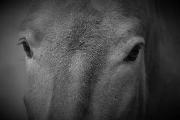 Cavalo Przewalski Cavalo Dzungário Uma Subespécie Rara Ameaçada Extinção Cavalos — Fotografia de Stock