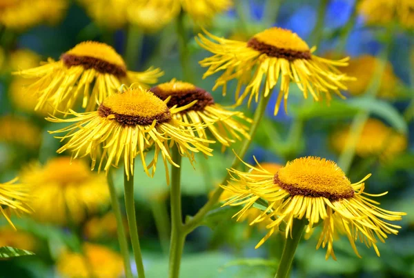 Echinacea Genus Group Herbaceous Flowering Plants Daisy Family Echinacea Genus — Stock Photo, Image