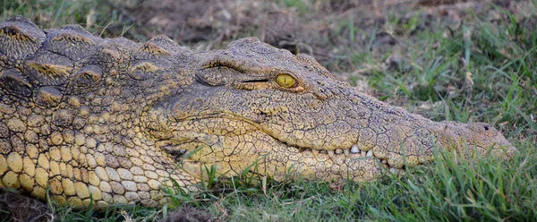 Nile Crocodile Zambezi National Park National Park Located Upstream Victoria — Stock Photo, Image