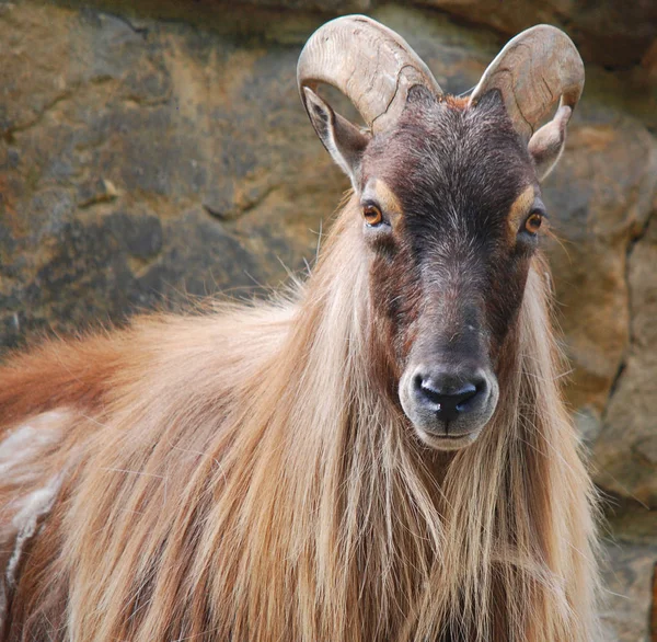 Tahrs Vahşi Keçi Ile Akraba Olan Büyük Bir Asya Artiodactyl — Stok fotoğraf