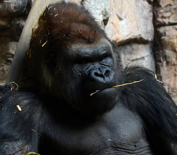 Gorillák Földlakó Túlnyomórészt Növényevő Majmok Amelyek Közép Afrika Erdeiben Élnek — Stock Fotó