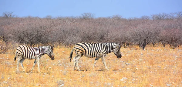 Zebras 是非洲马科的几个物种 它们因其独特的黑白条纹而联合在一起 埃托沙国家公园是纳米比亚西北部的一个国家公园 — 图库照片