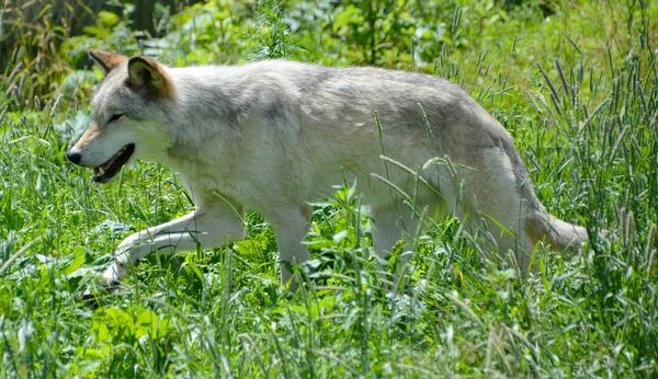 Grå Varg Eller Grå Varg Canis Lupus Även Timmer Eller — Stockfoto