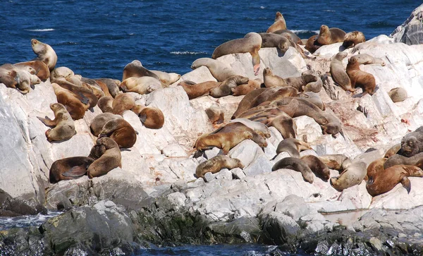 Zeeleeuwen Het Beagle Channel Een Zeestraat Tussen Eilanden Van Tierra — Stockfoto