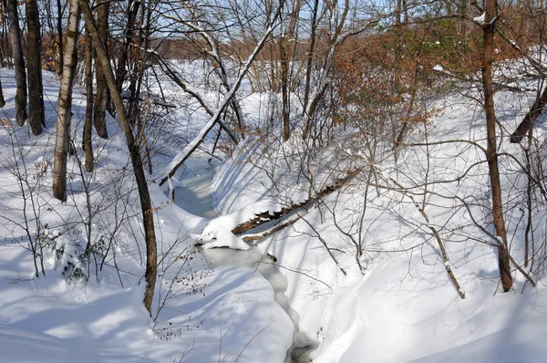 Inverno Floresta Neve Paisagem — Fotografia de Stock