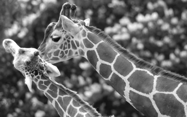 Girafa Giraffa Camelopardalis Mamífero Africano Ungulado Mais Alto Todas Espécies — Fotografia de Stock