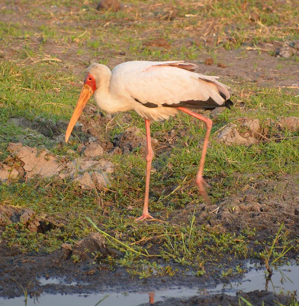 Yellow Billed Stork Member Wading Family Occurs Africa South Sahara — 스톡 사진