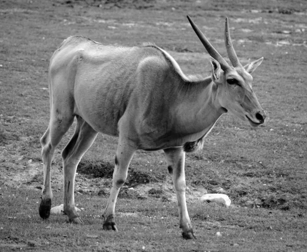 Eland Comune Conosciuta Anche Come Eland Meridionale Eland Antilope Antilope — Foto Stock