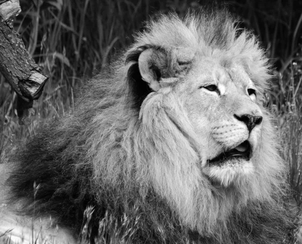 Male Lion Highly Distinctive Male Lion Easily Recognized Its Mane — Stock Photo, Image