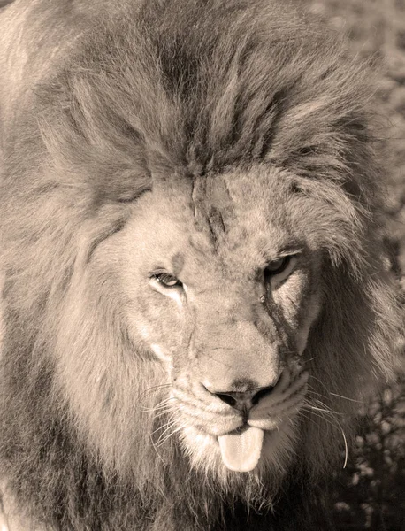 雄ライオン 雄ライオンは雄によって容易に認識され その顔は人間の文化において最も広く認識されている動物のシンボルの1つである — ストック写真