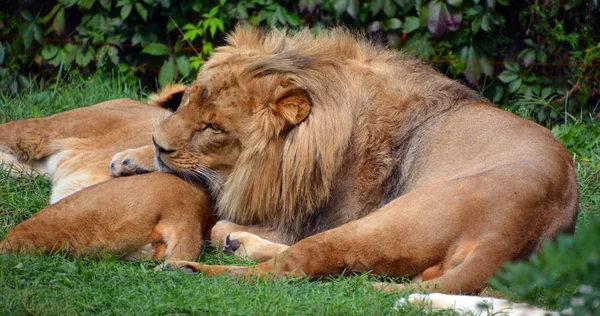 Lion is one of the four big cats in the genus Panthera, and a member of the family Felidae, it is the second-largest living cat after the tiger