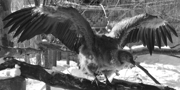 Andean Condor Vultur Gryphus Adalah Burung Amerika Selatan Dalam Keluarga — Stok Foto