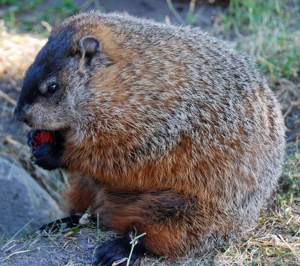 Quebec Marmot Rather Larger Rabbit Its Ears Short Its Whole — Stock Photo, Image