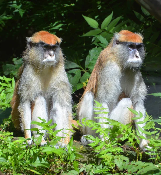 Macaco Patas Erythrocebus Patas Também Conhecido Como Macaco Wadi Macaco — Fotografia de Stock
