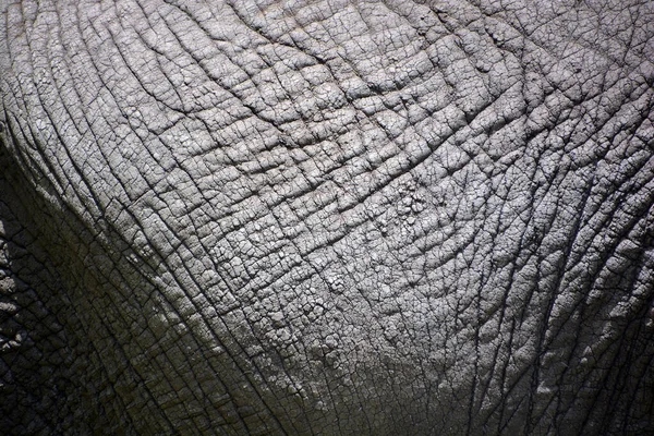 Skin African Elephants Elephants Genus Loxodonta Genus Consists Two Extant — Stock Photo, Image