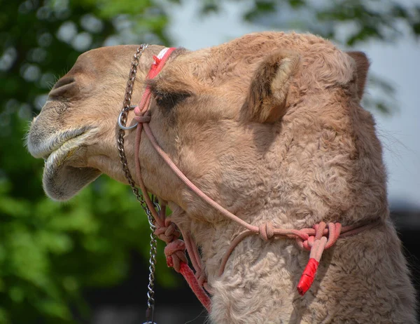 Dromedário Também Chamado Camelo Árabe Camelus Dromedarius Grande Ungulado Com — Fotografia de Stock