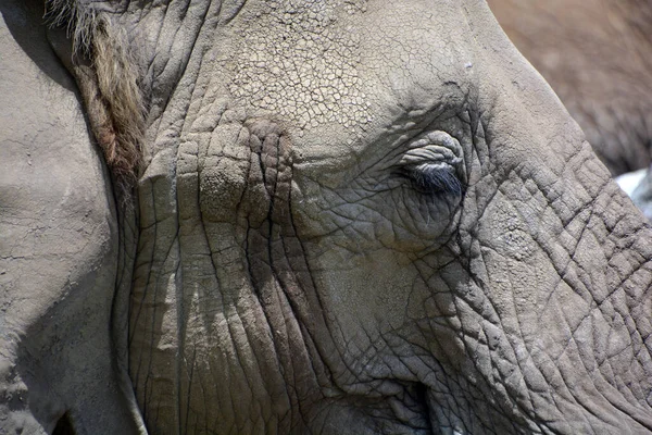 African Elephants Elephants Genus Loxodonta Genus Consists Two Extant Species — Stock Photo, Image
