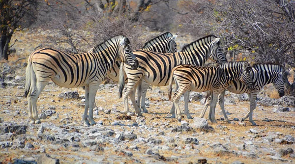 Zebra Zijn Verschillende Soorten Afrikaanse Paardachtigen Paardenfamilie Verenigd Door Hun — Stockfoto