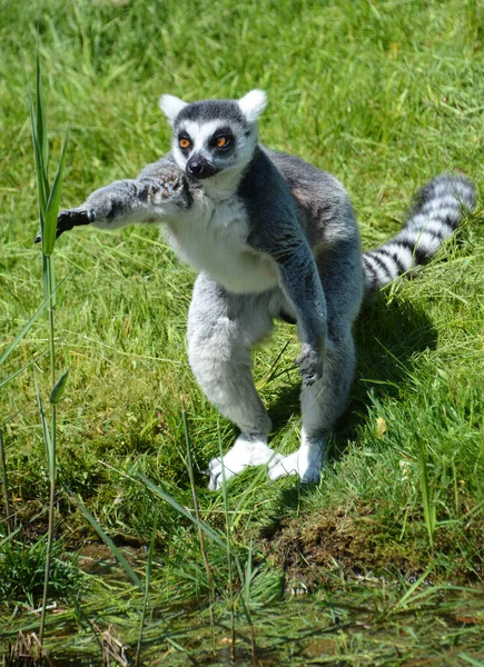 Lemur Cauda Anelar Lemur Catta Grande Primata Strepsirrhine Lemur Mais — Fotografia de Stock